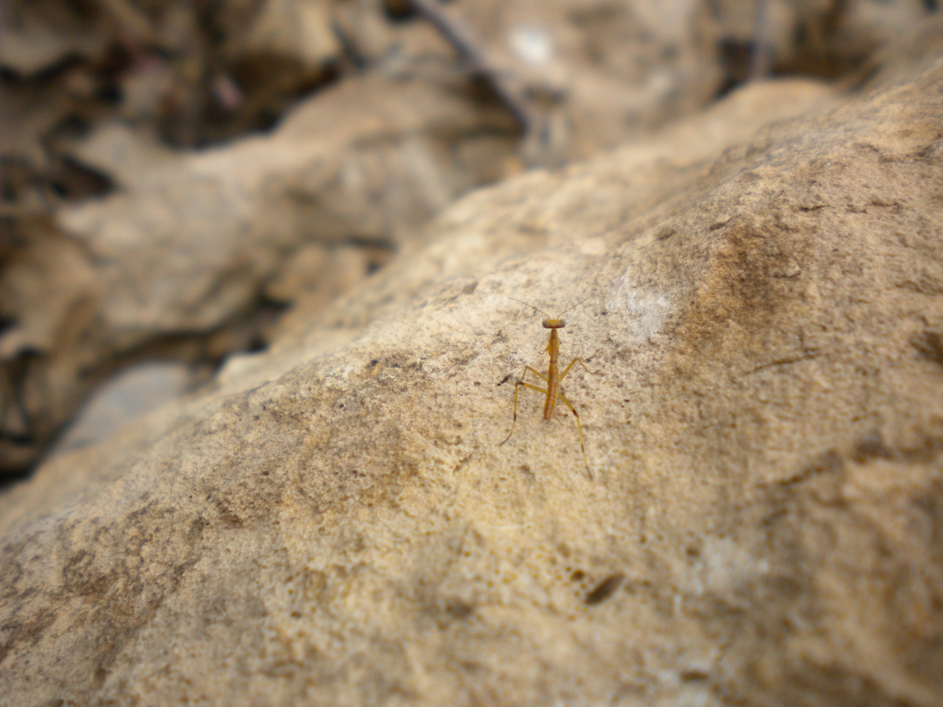 praying mantis rock nature free photo