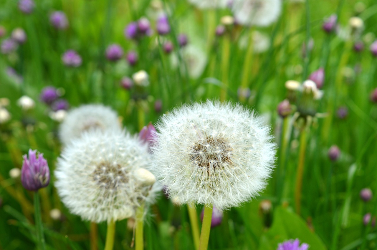 pre flowers fleurs des champs free photo