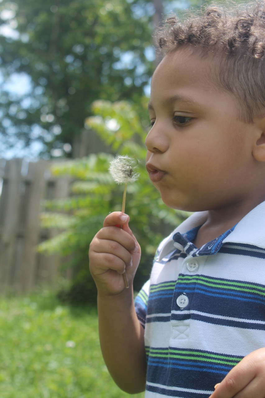 pre-schooler boy dandelion seeds free photo
