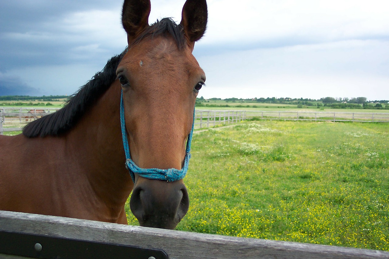 precious people hungary horse free photo