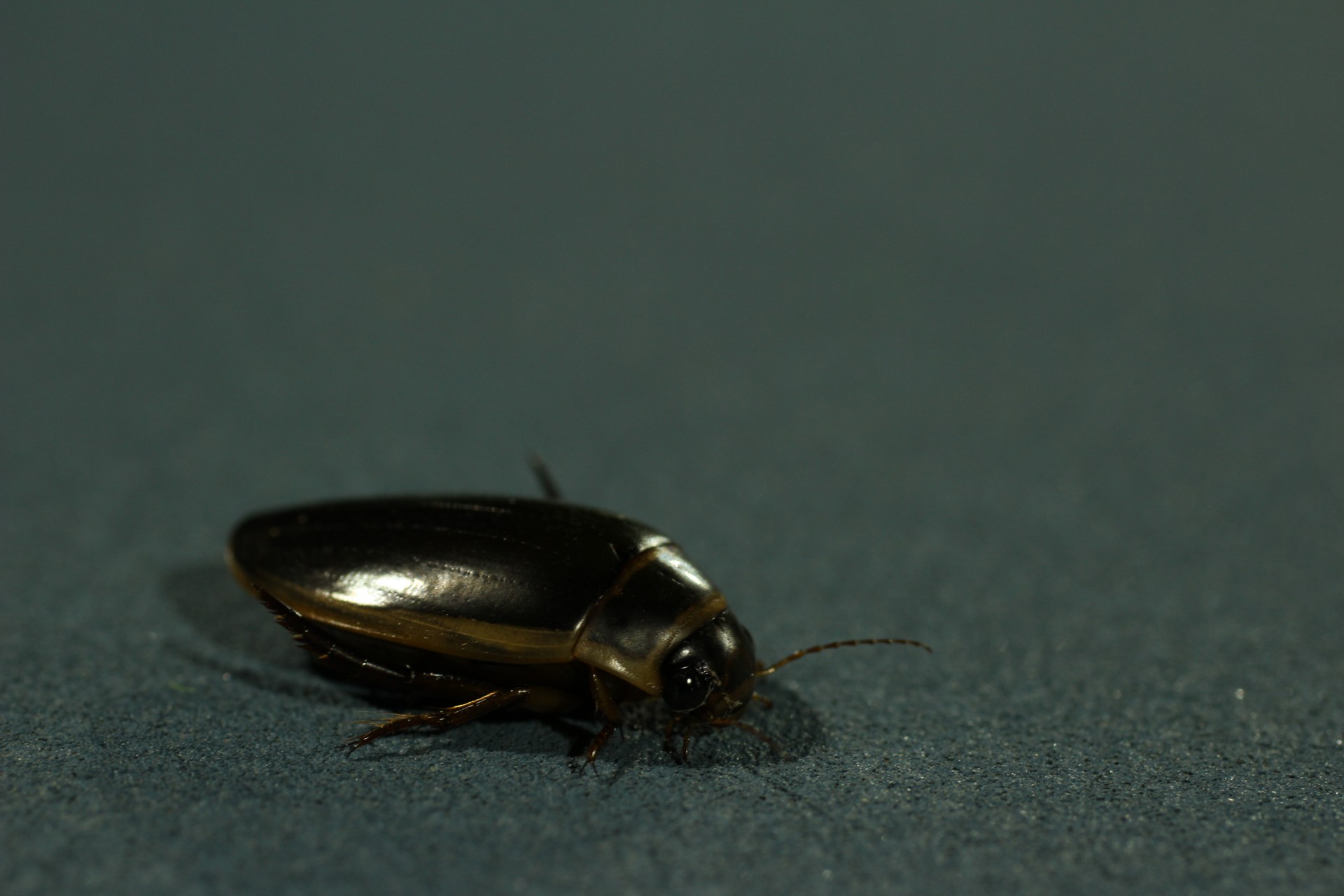 predaceous diving beetle free photo