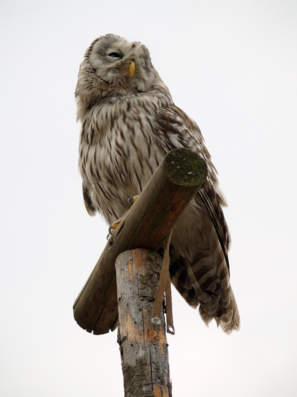 owl predator bird free photo