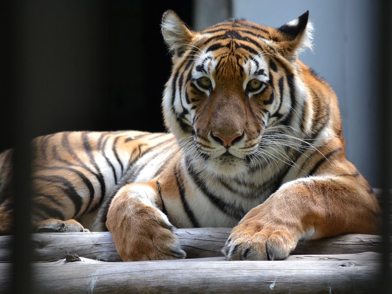 predator tiger stripes free photo