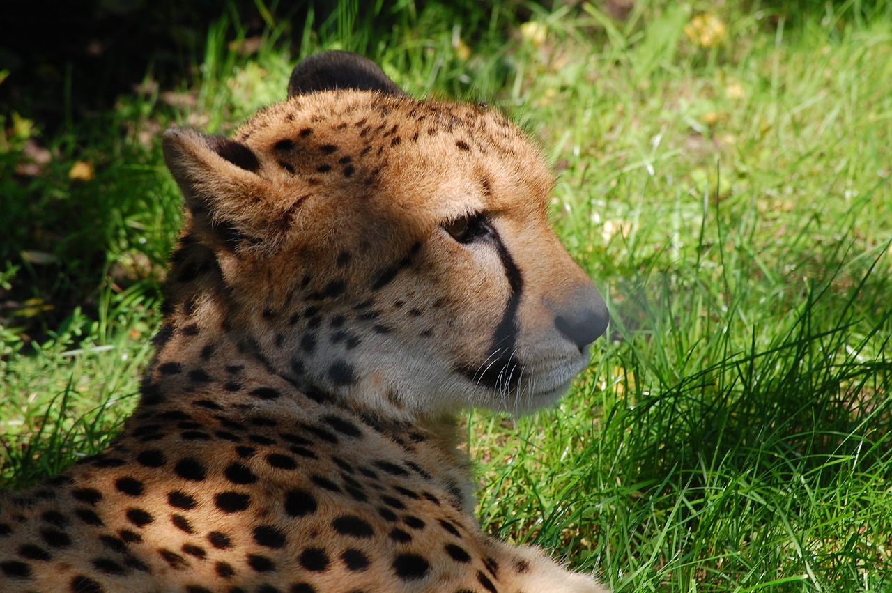 predator cheetah cat free photo