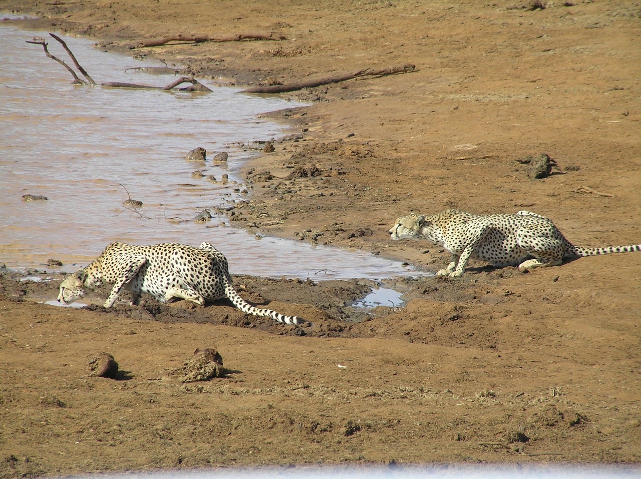 predator cheetah animal world free photo