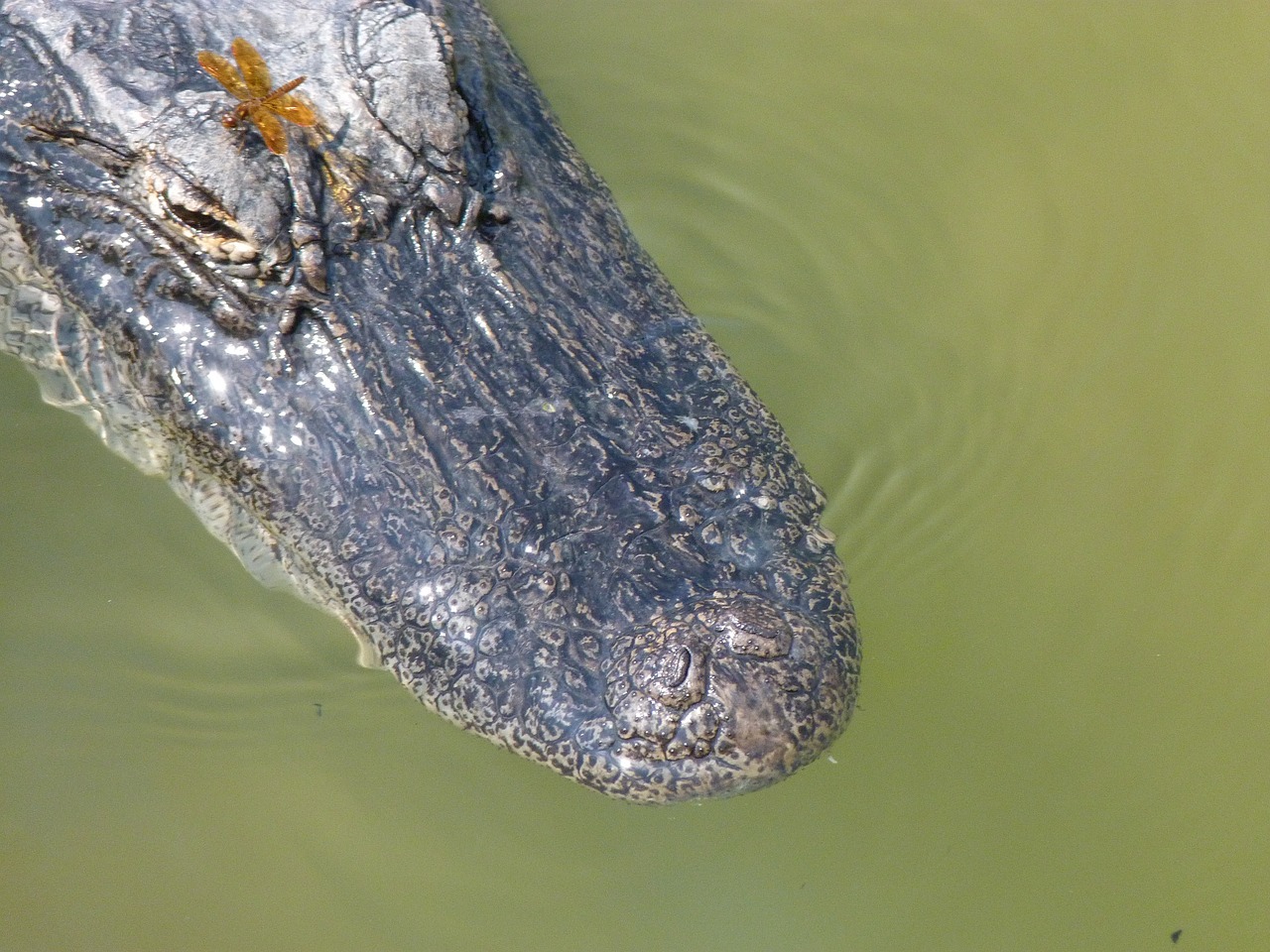 predator animal alligator free photo