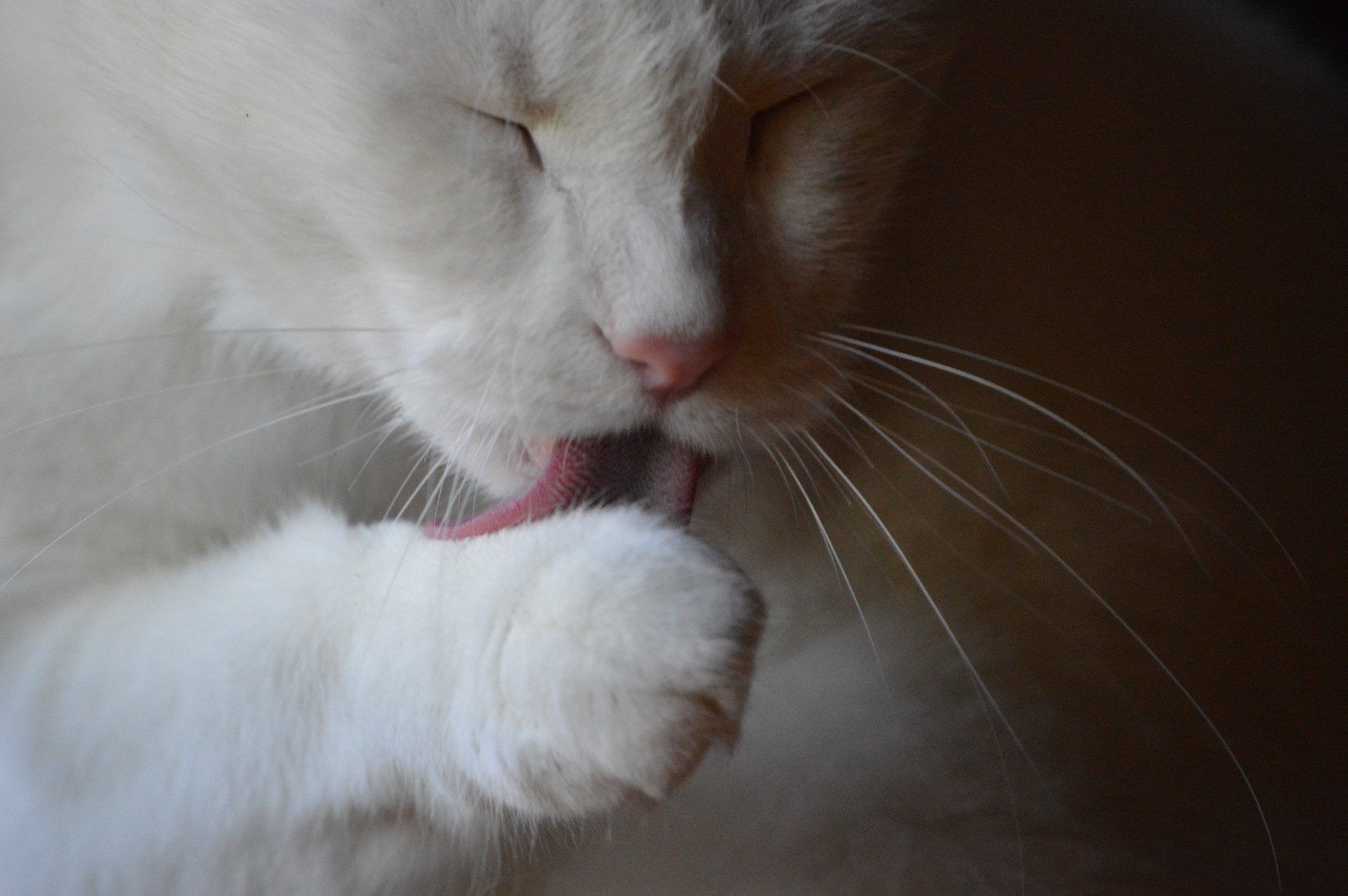 cat white cat cat tongue free photo