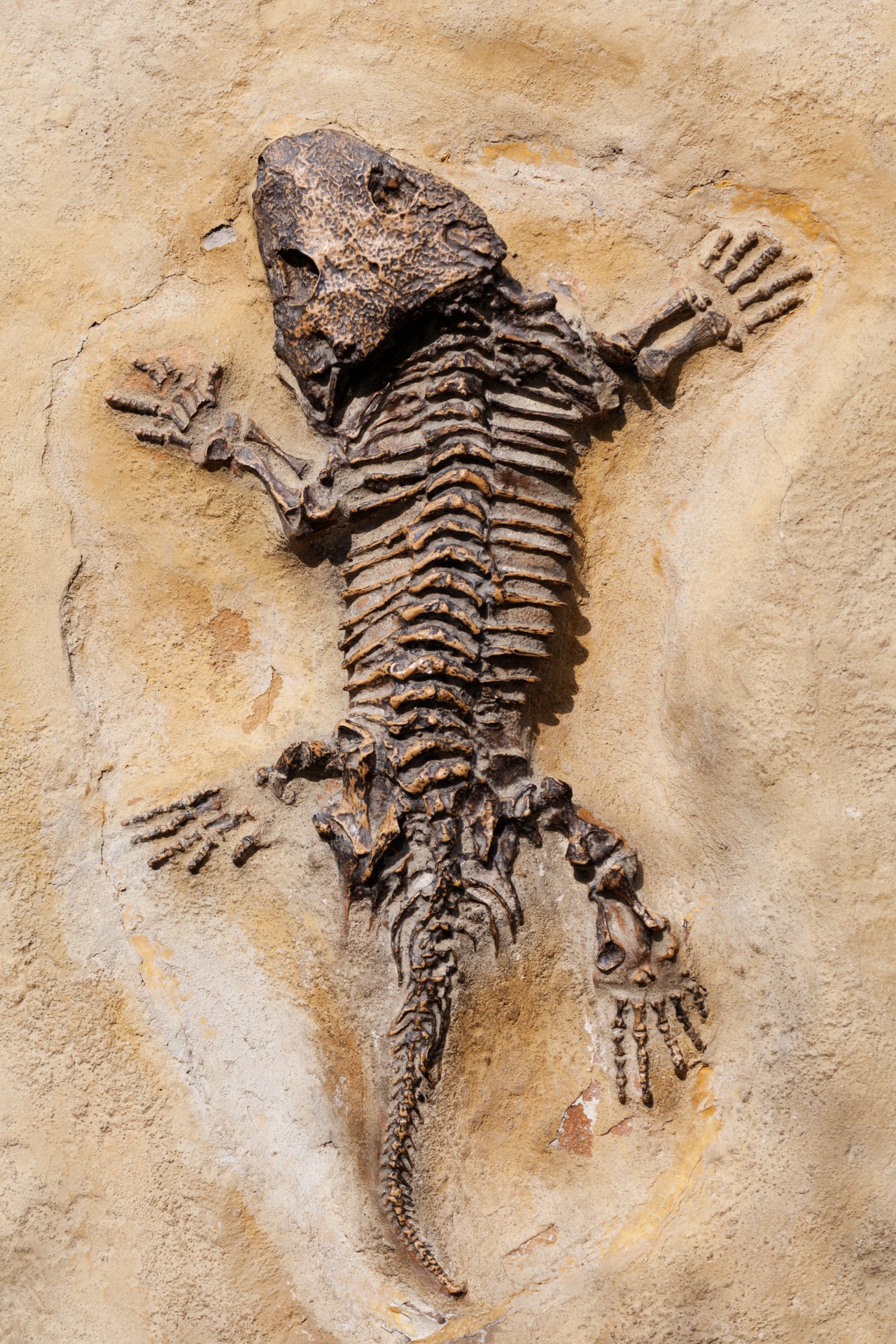 dinosaur lizard fossil free photo