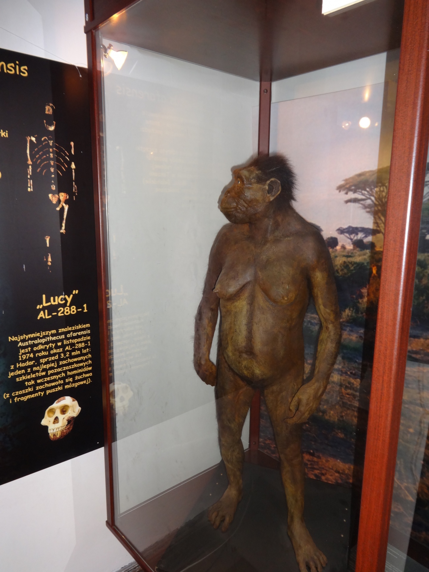 lucy prehistoric woman museum evolution free photo