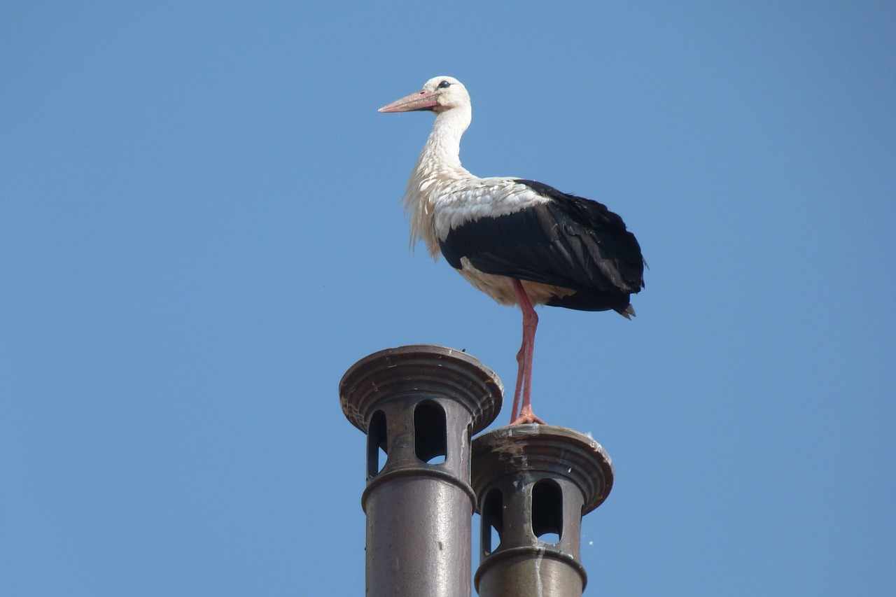 prejmer  chimney  stork free photo