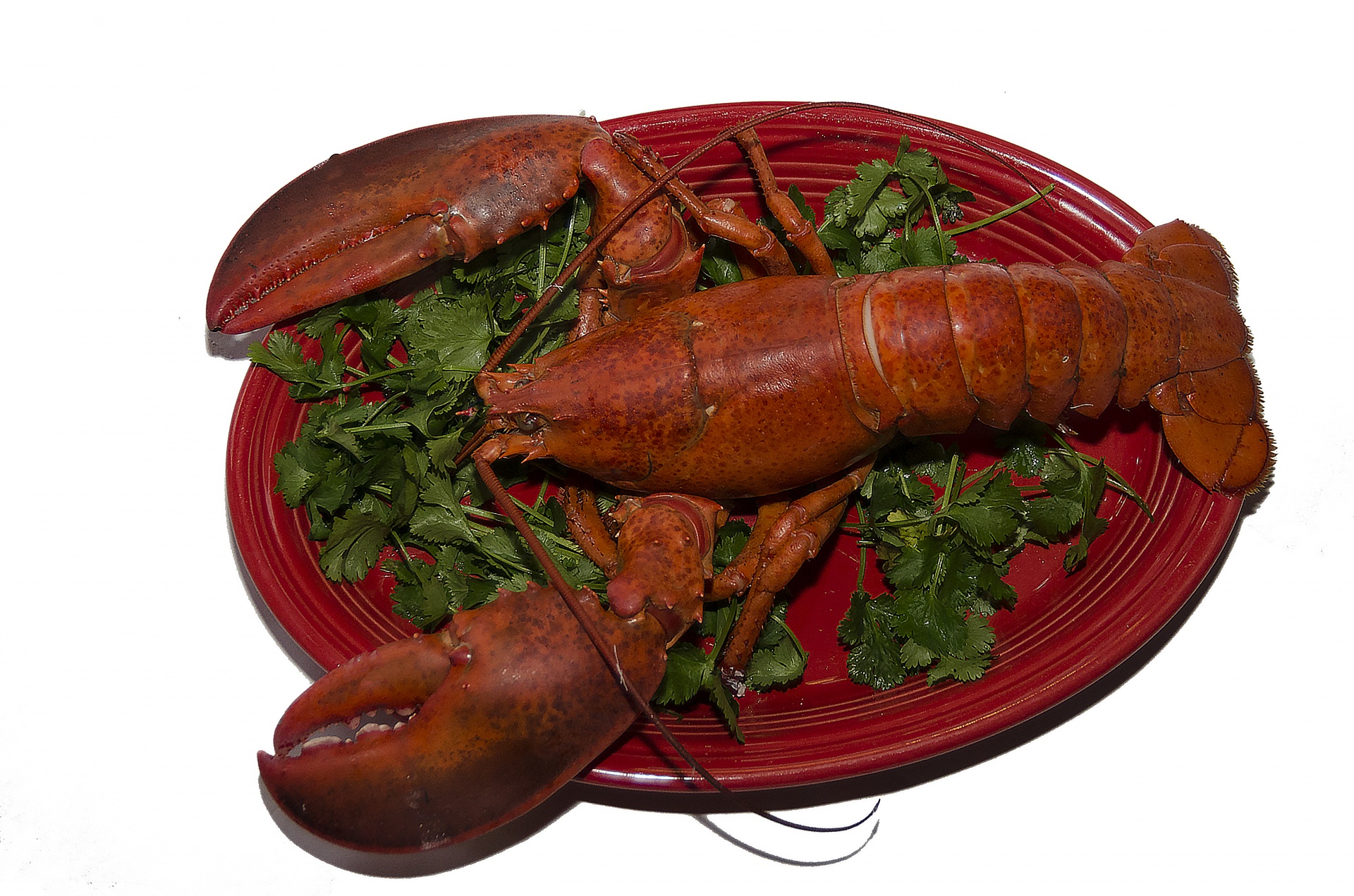 plate lobster red free photo