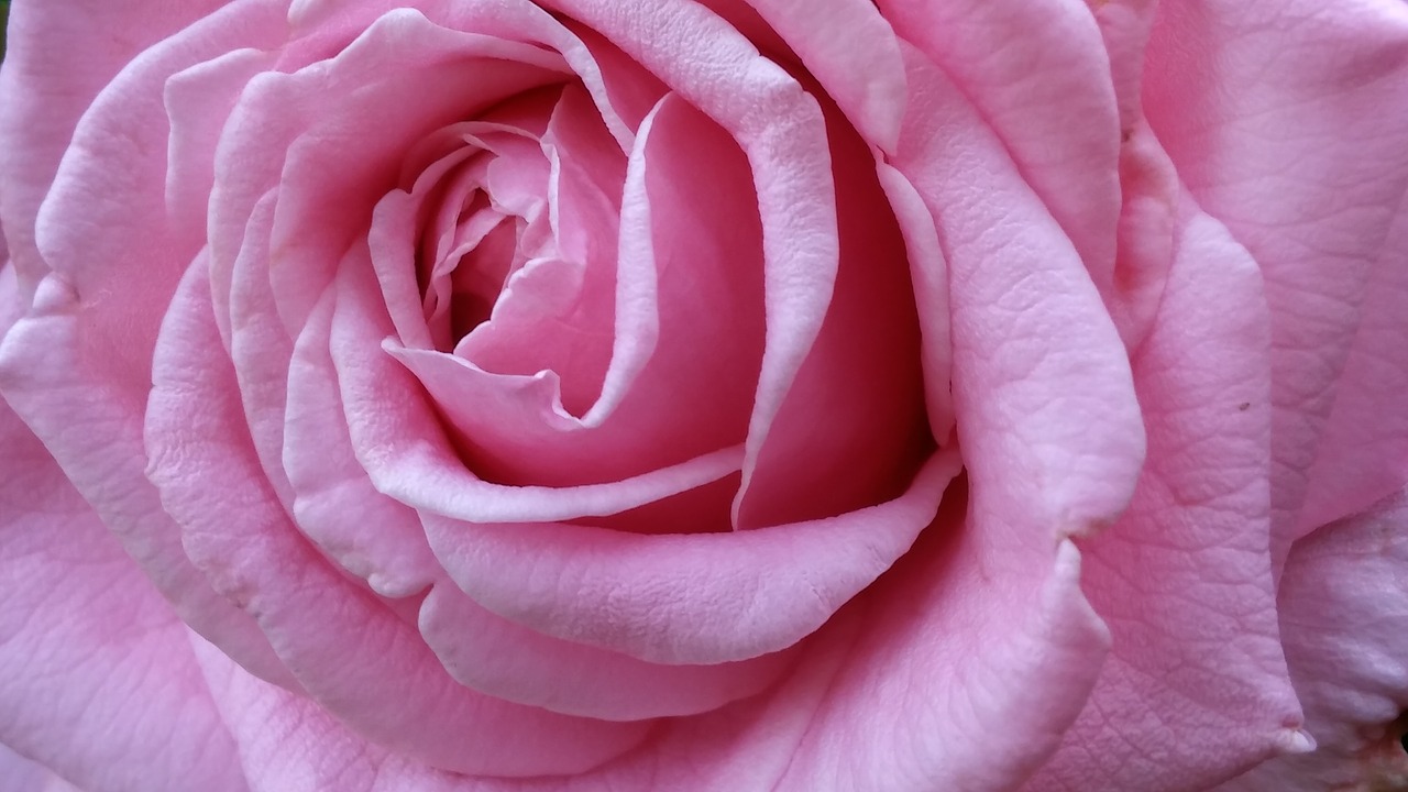 pretty beautiful pink free photo