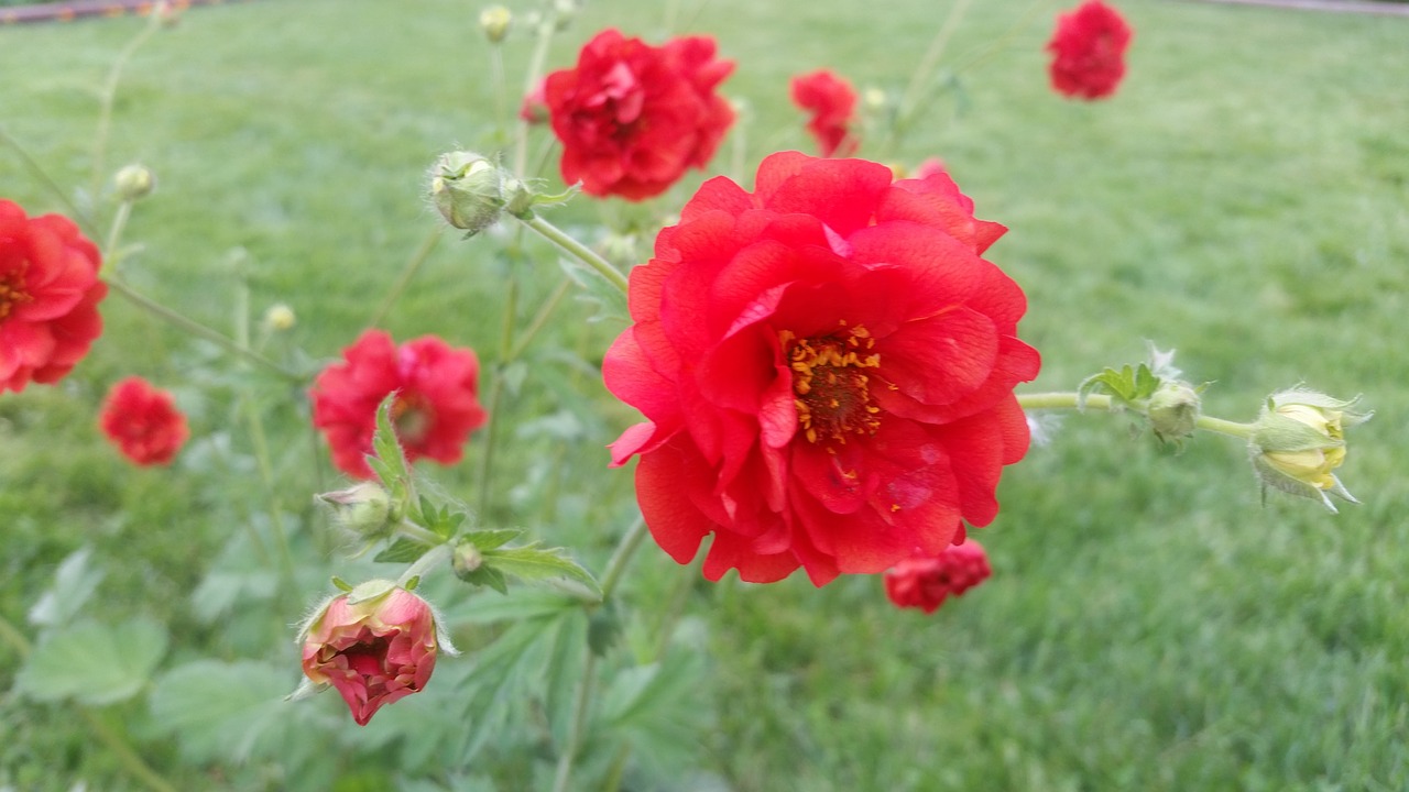 pretty  red  flower free photo