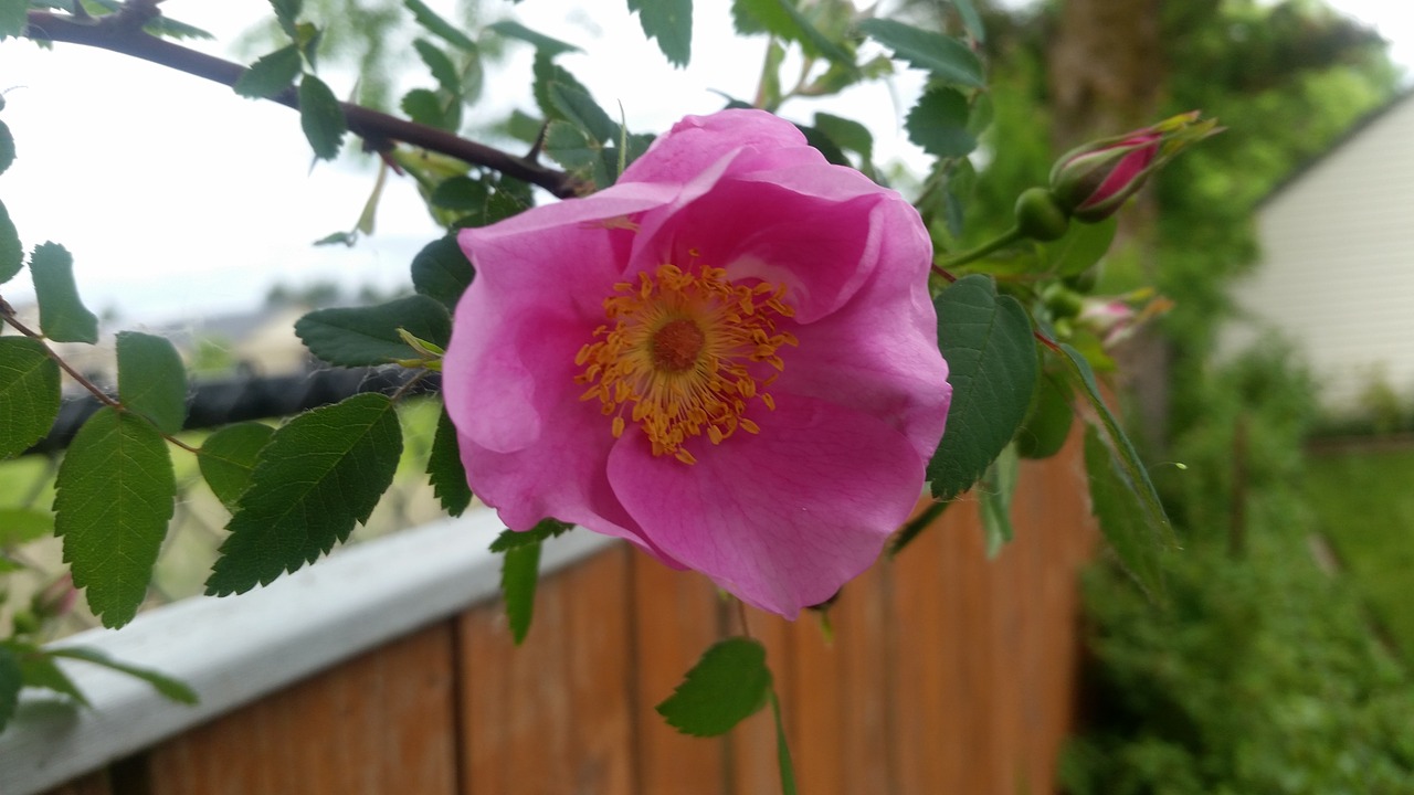 pretty  pink  flower free photo