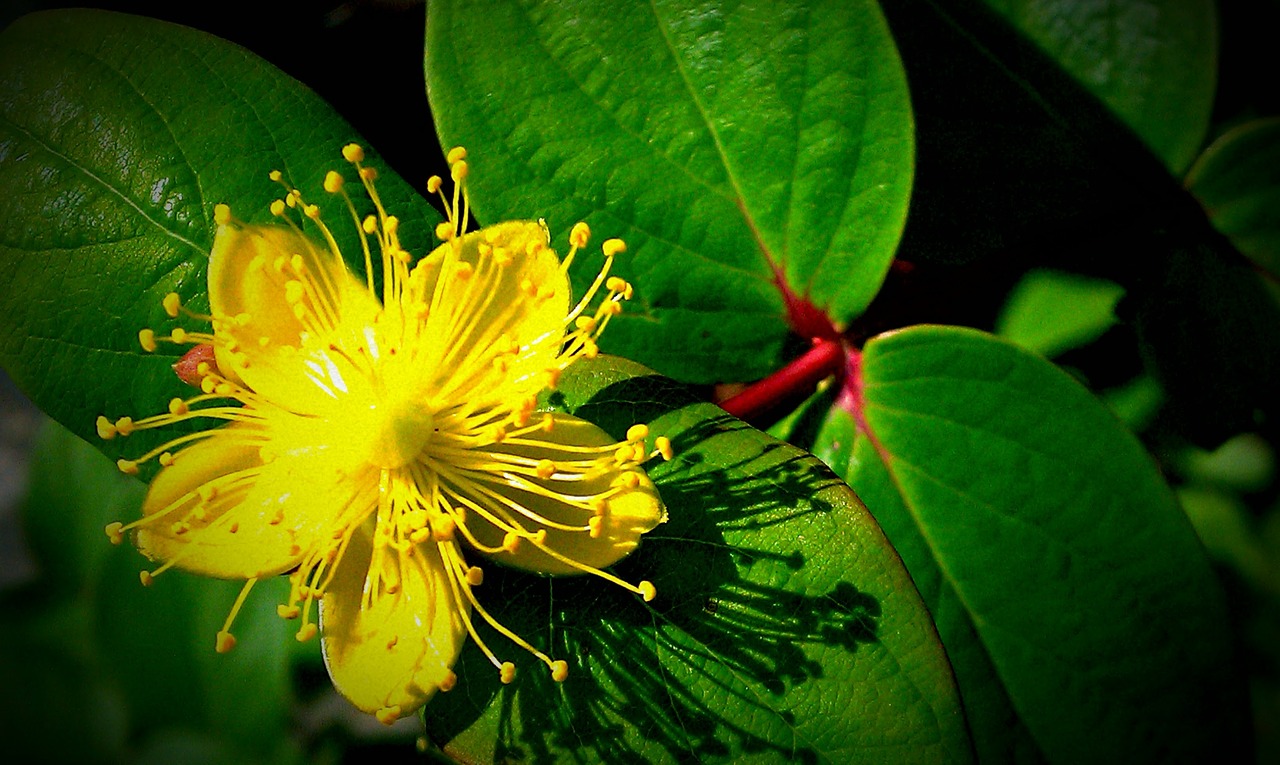 pretty  yellow  flower free photo