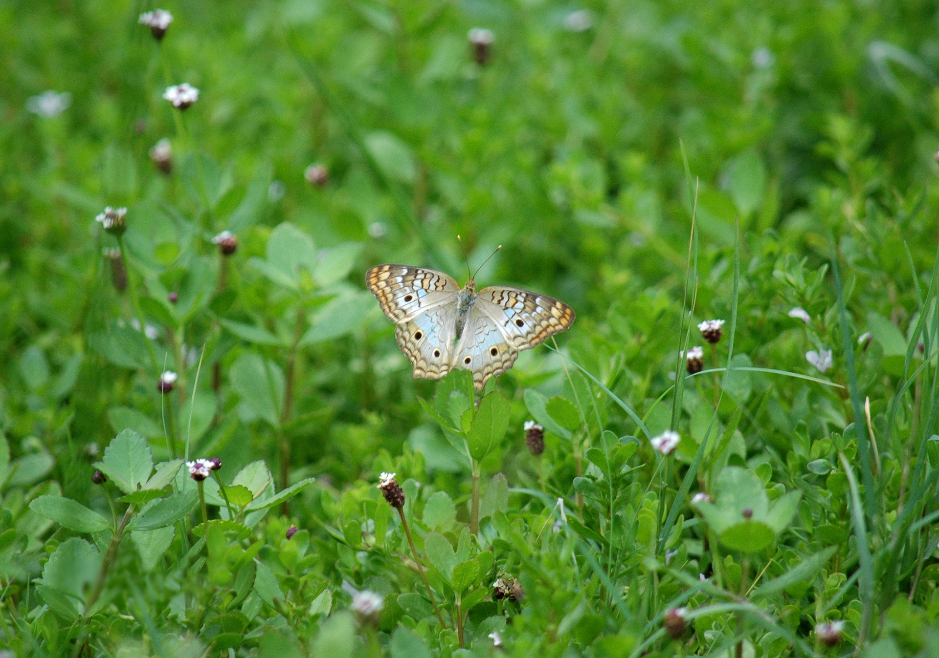 butterfly grass insect free photo