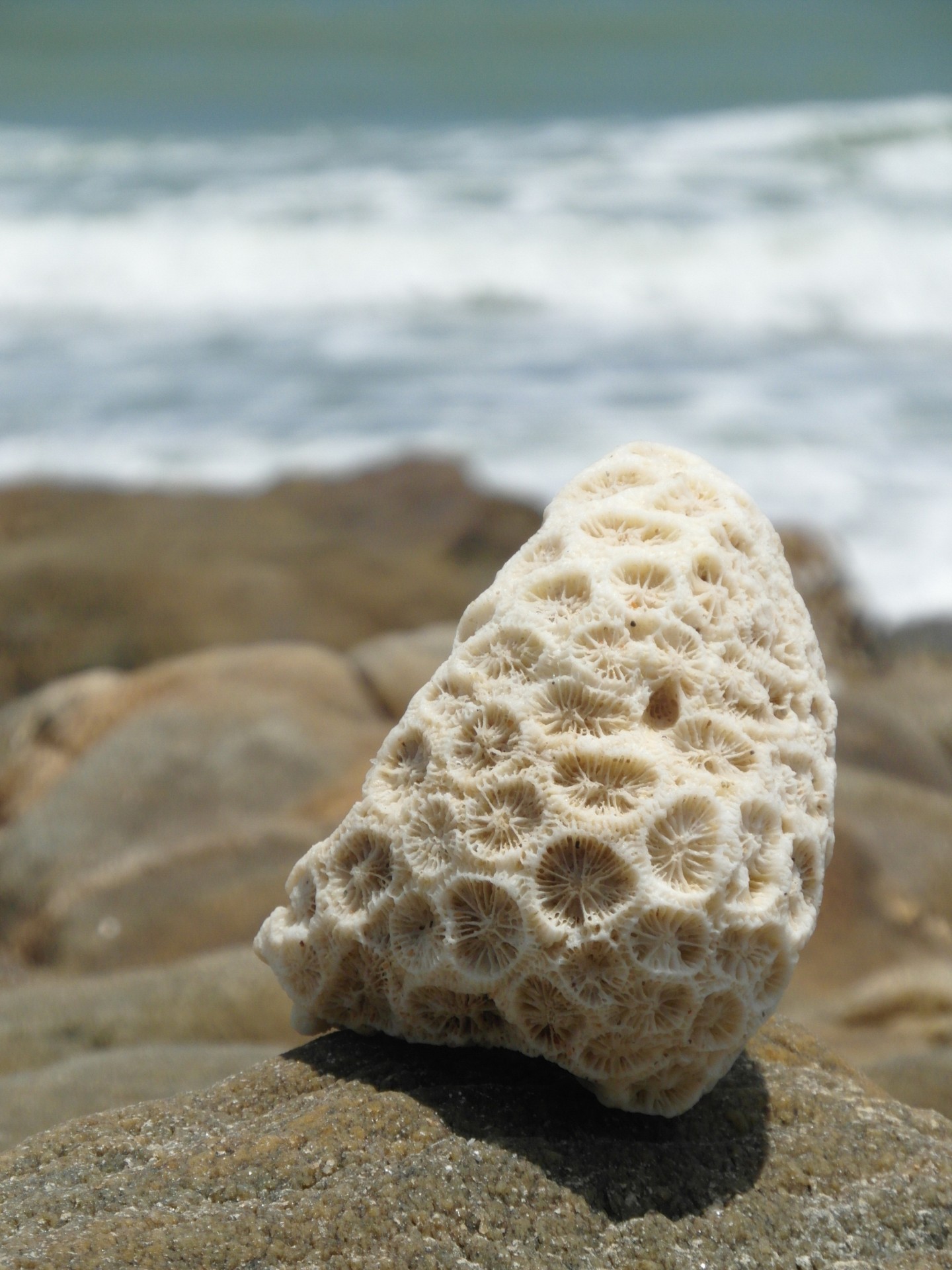 pretty coral rocks free photo