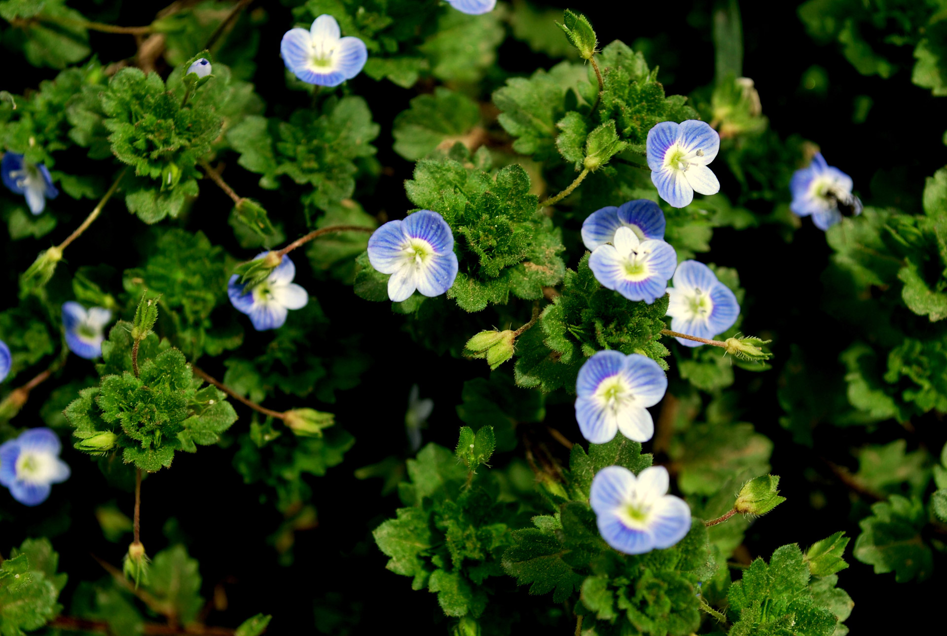 flower flowers wild free photo