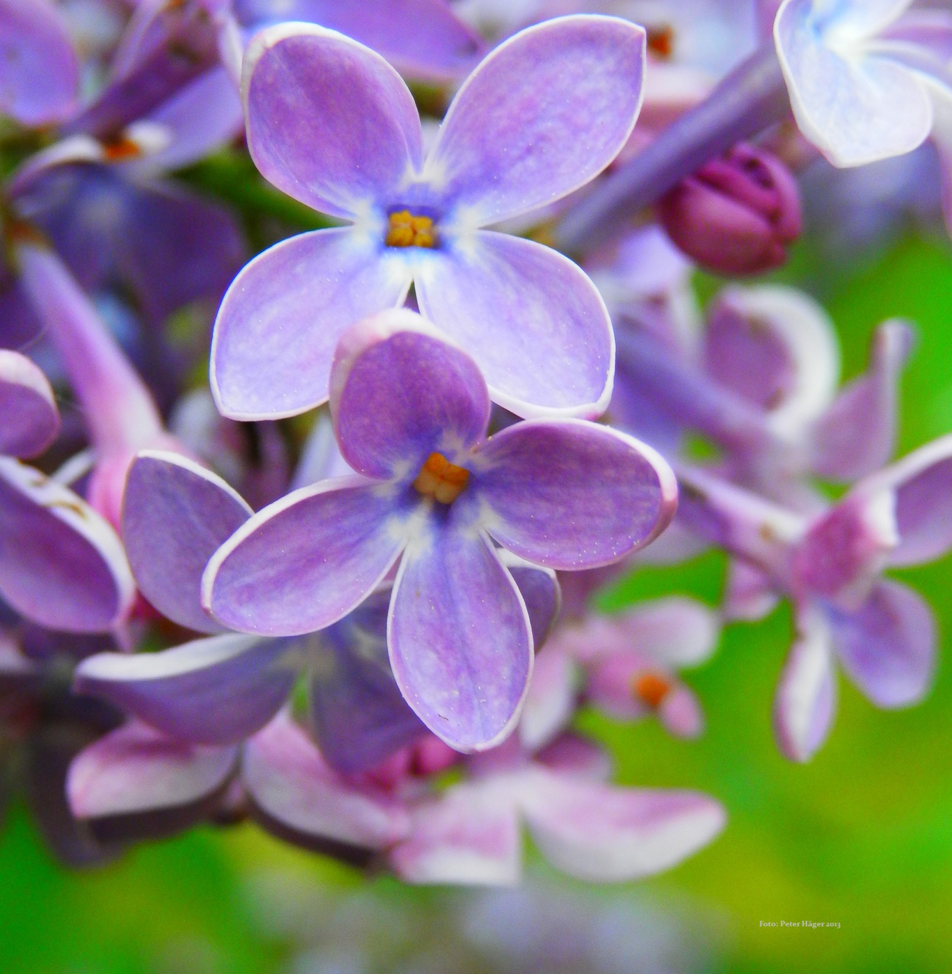 flower flowers pretty flowers free photo