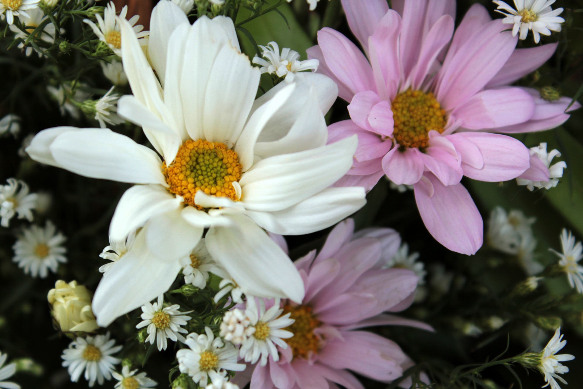 pretty flowers pink daisy white daisy free photo