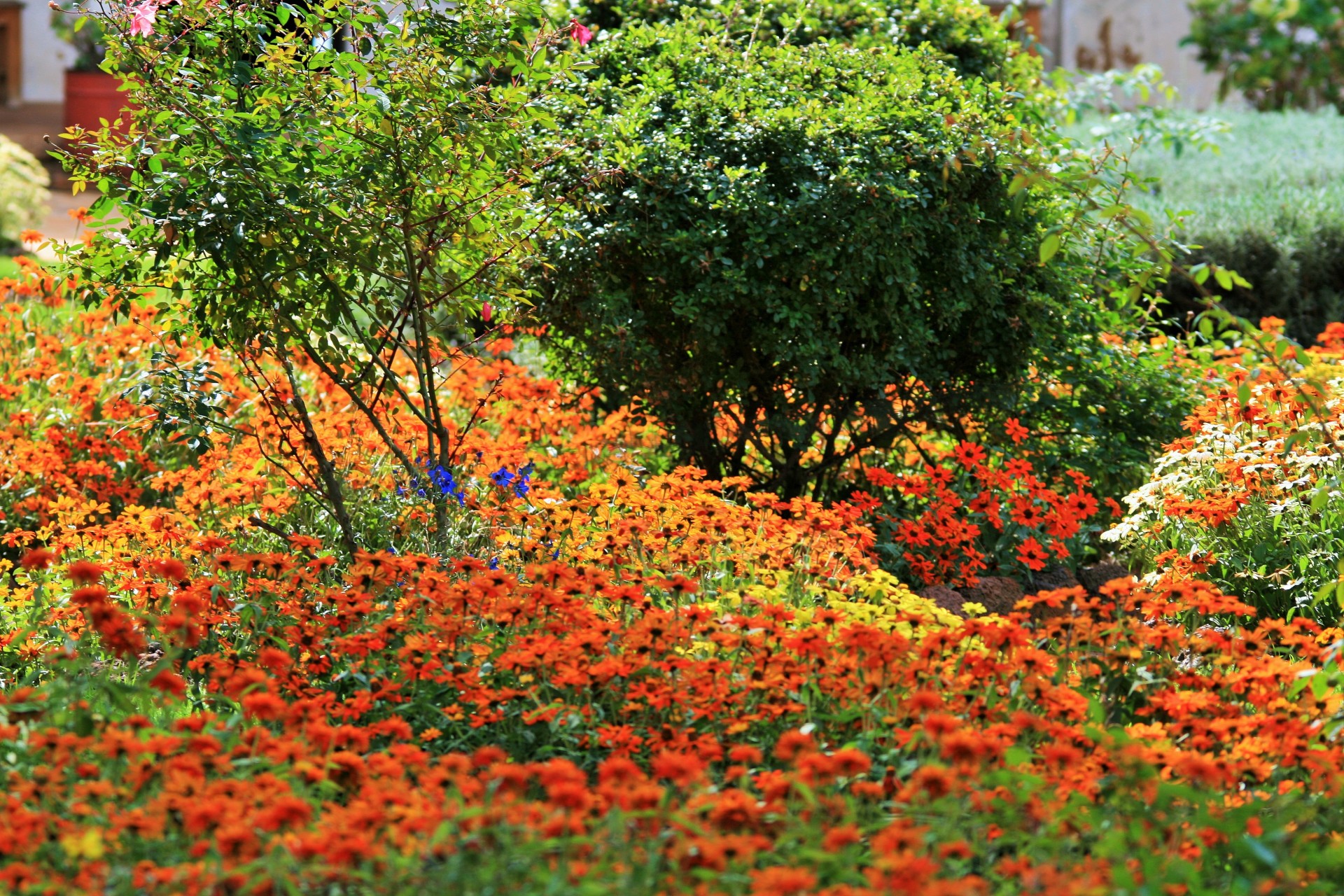 garden flowers bright free photo