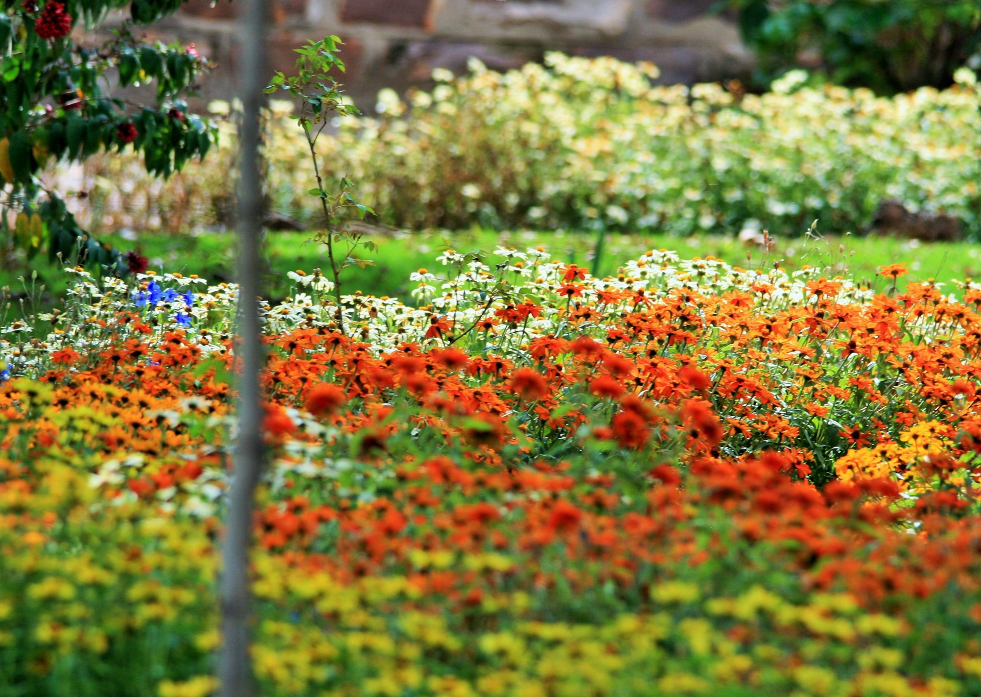 garden flowers bright free photo