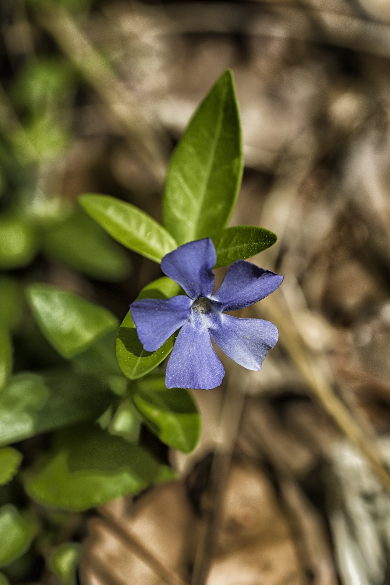 periwinkle flower outdoors free photo