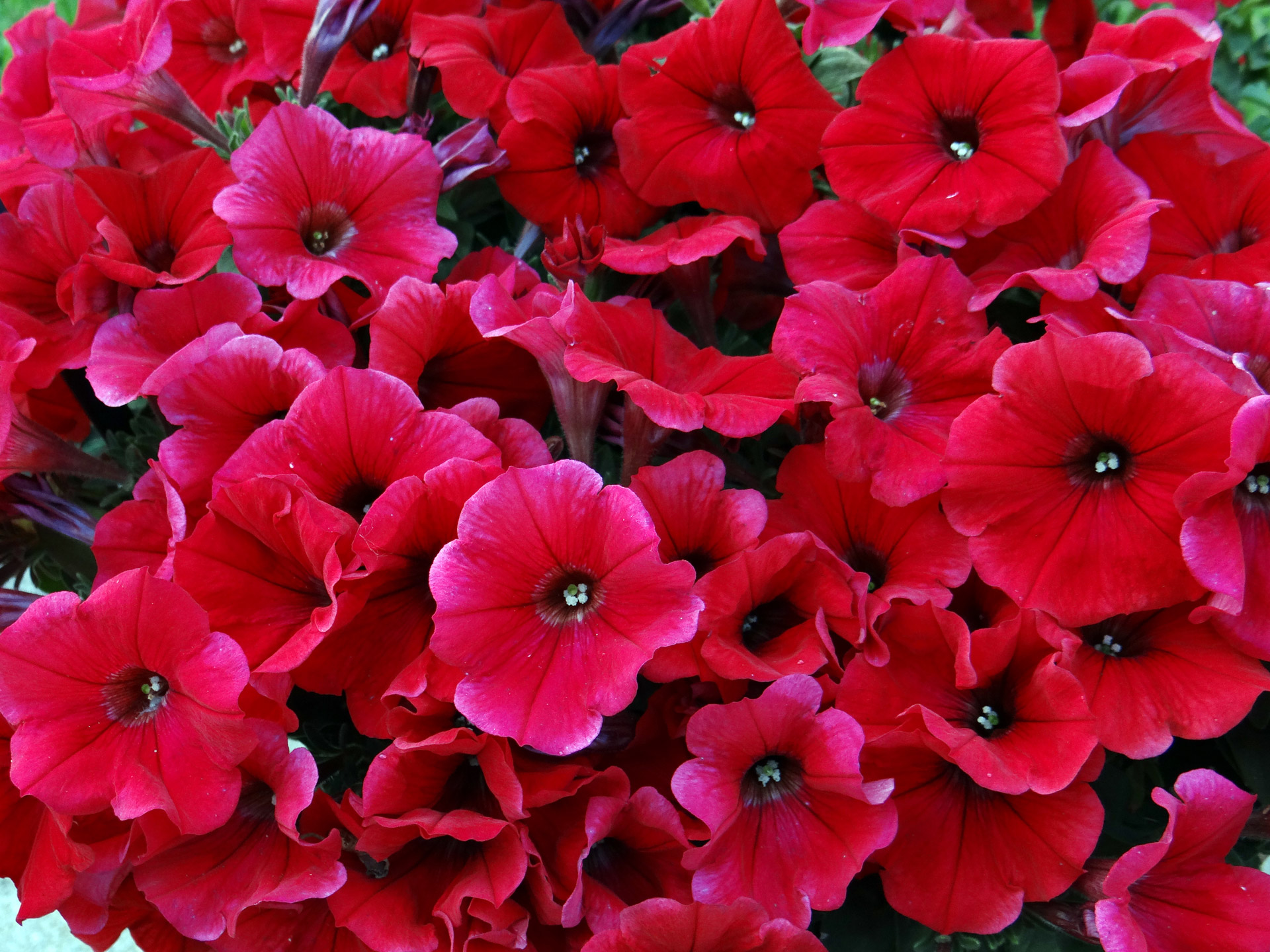 bright red petunia free photo