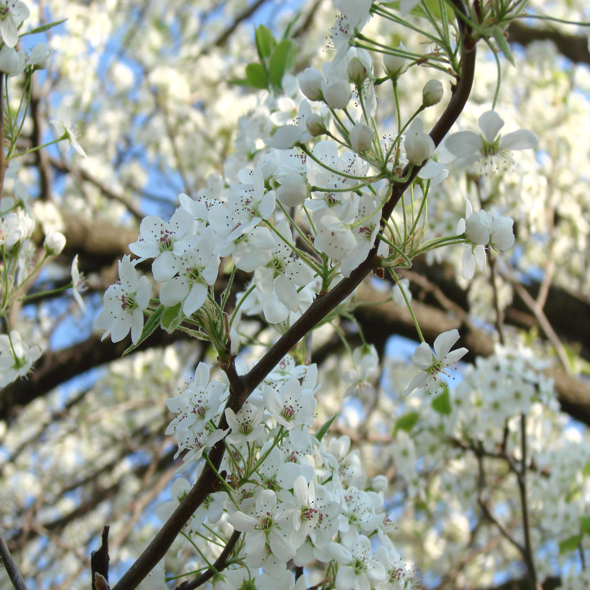 cleveland pear tree flowers pretty free photo