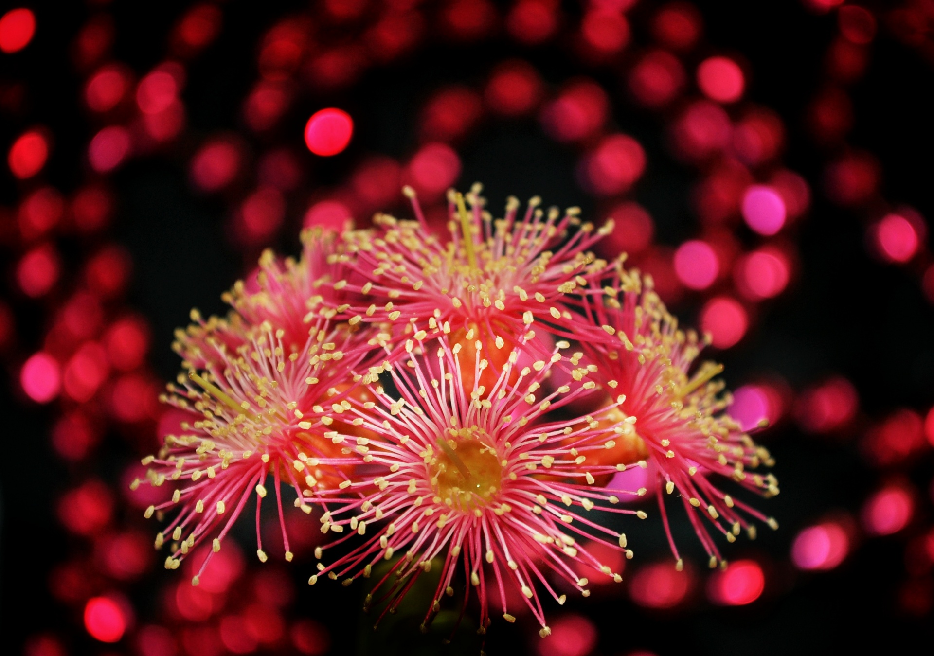 flower pink eucalyptus free photo