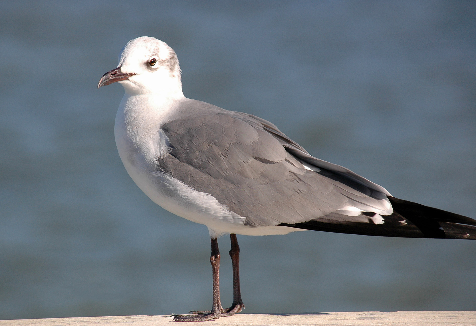 seagull sea gull gull free photo
