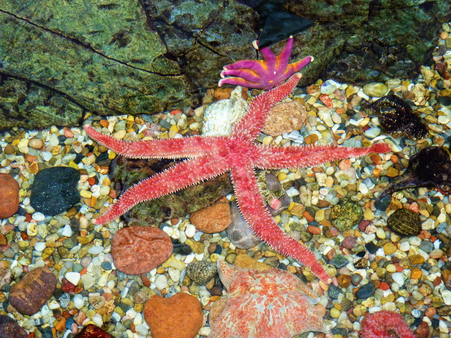 pretty starfish water free photo