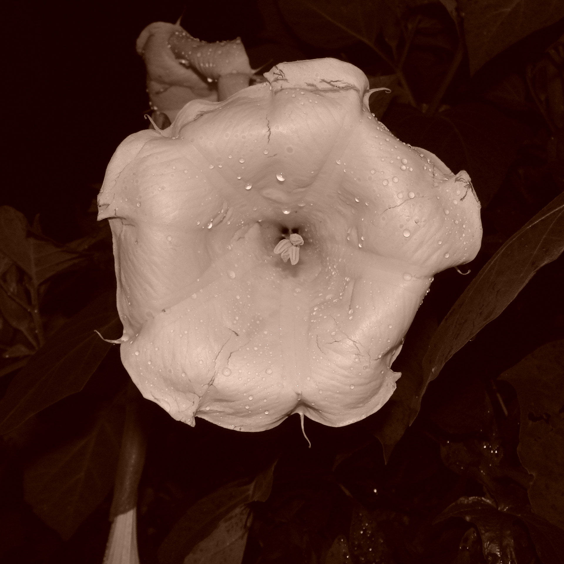 flower night white free photo