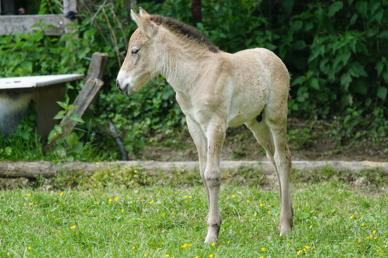 przewalski foal wild horse free photo