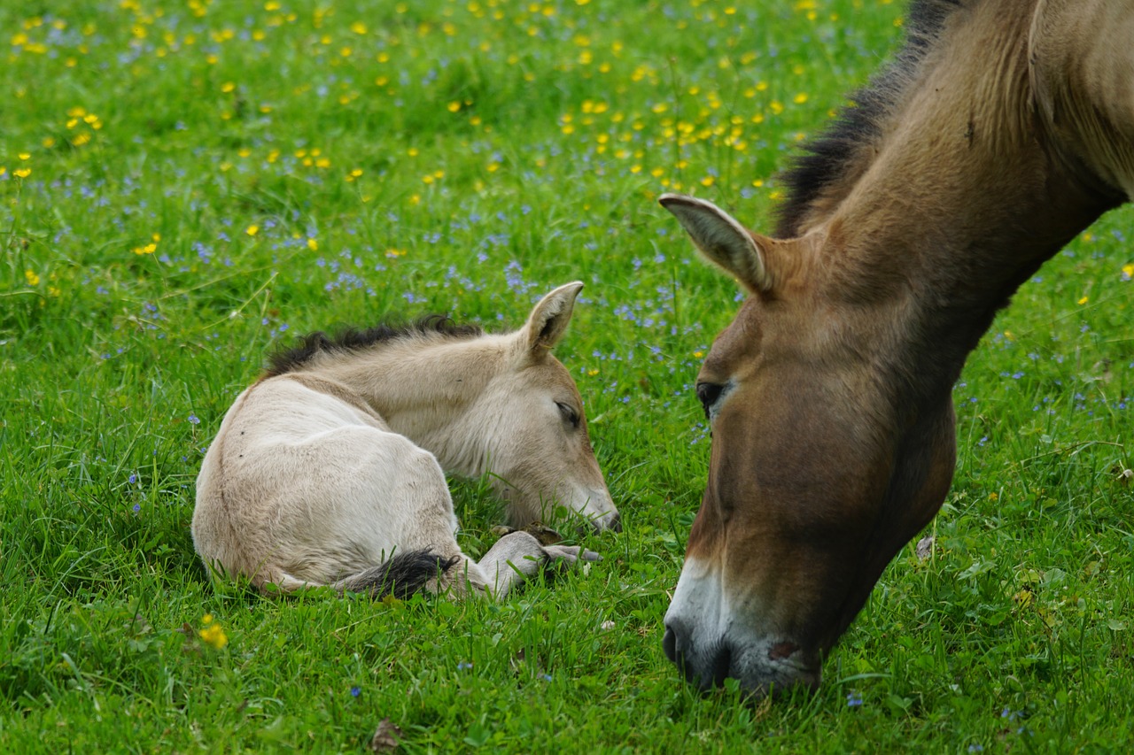 przewalski mare foal free photo