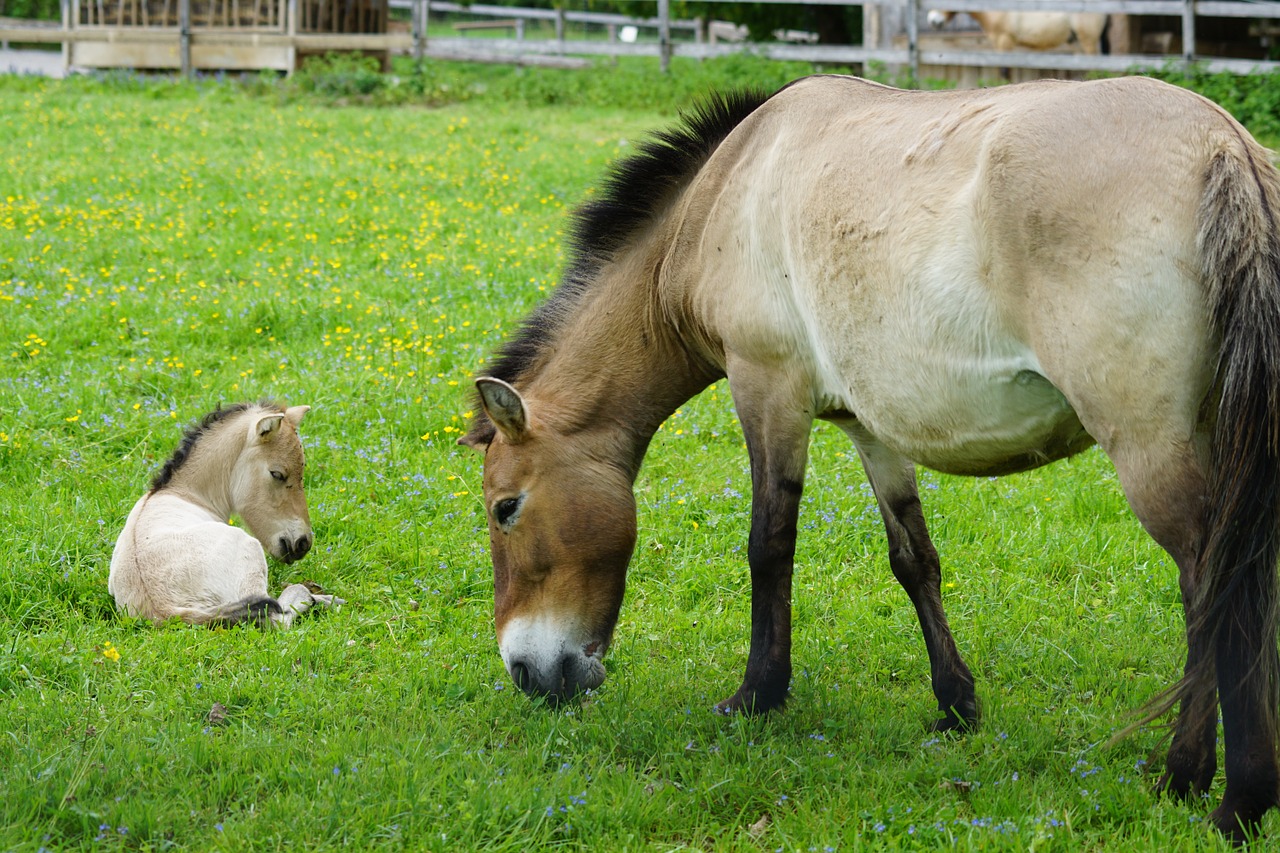 przewalski mare foal free photo