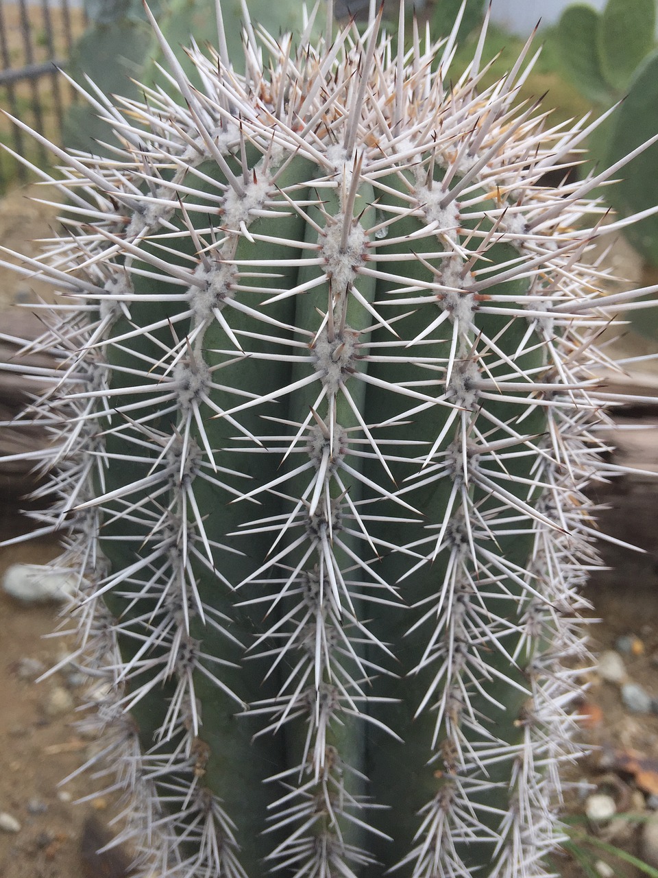 prickly sharp succulent free photo