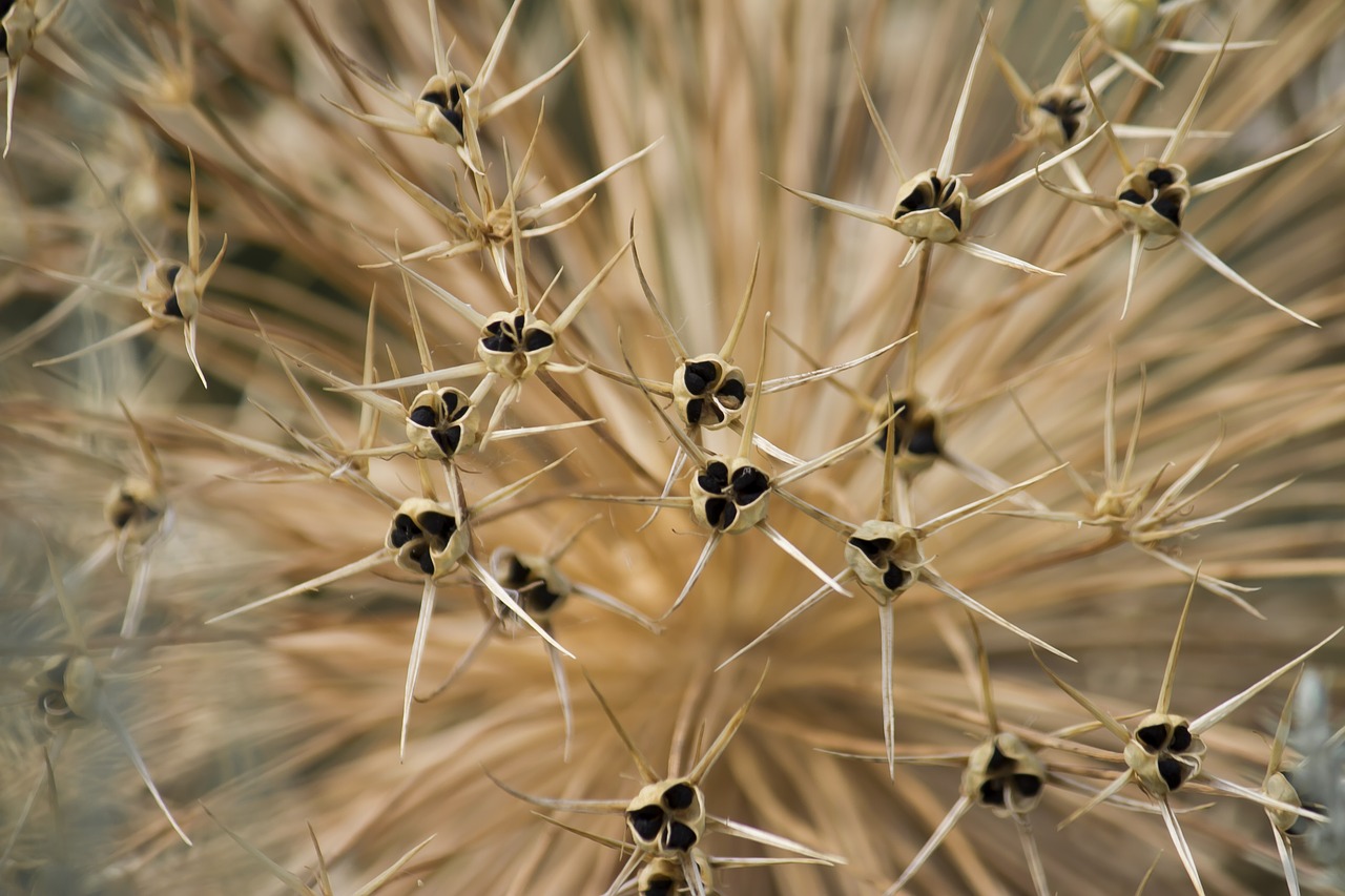 prickly the seed coat thistle free photo