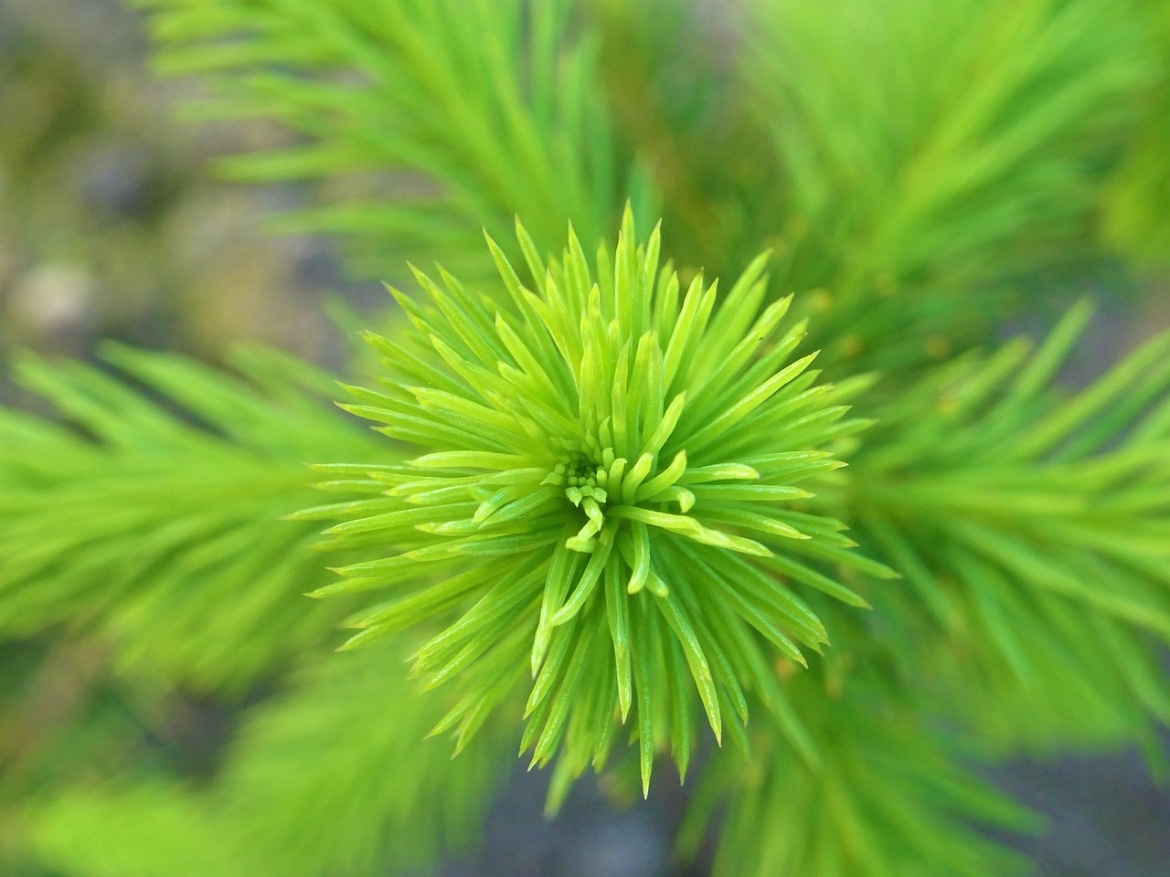 prickly  plant  nature free photo