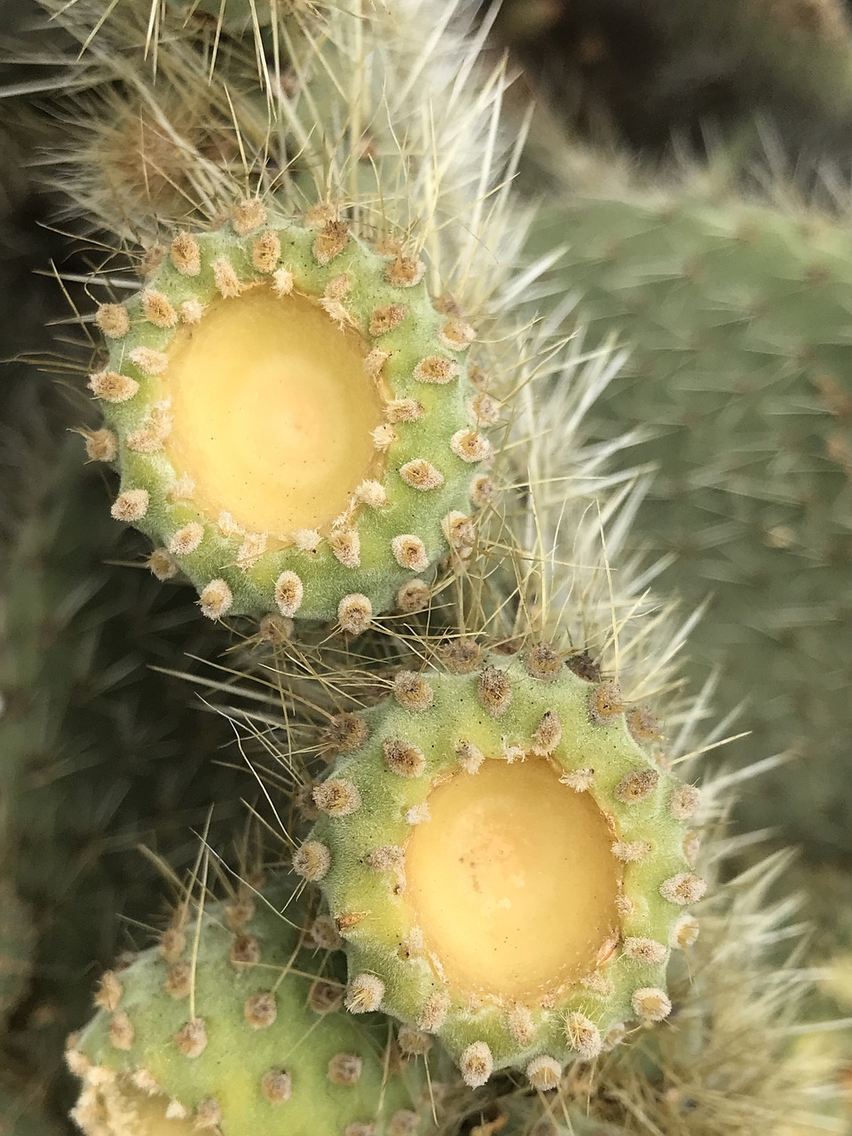 prickly  closeup  cactus free photo