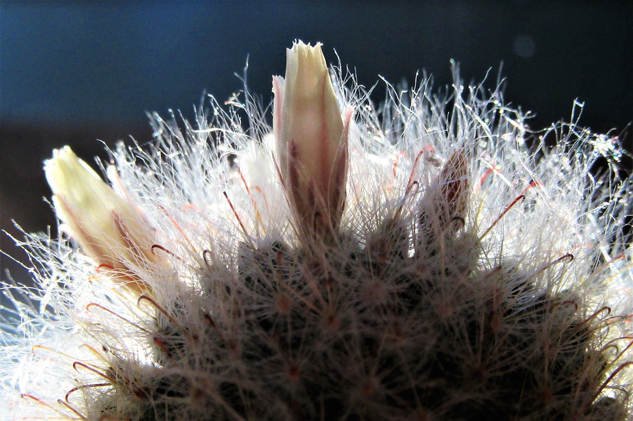 prickly  cactus  flowers free photo