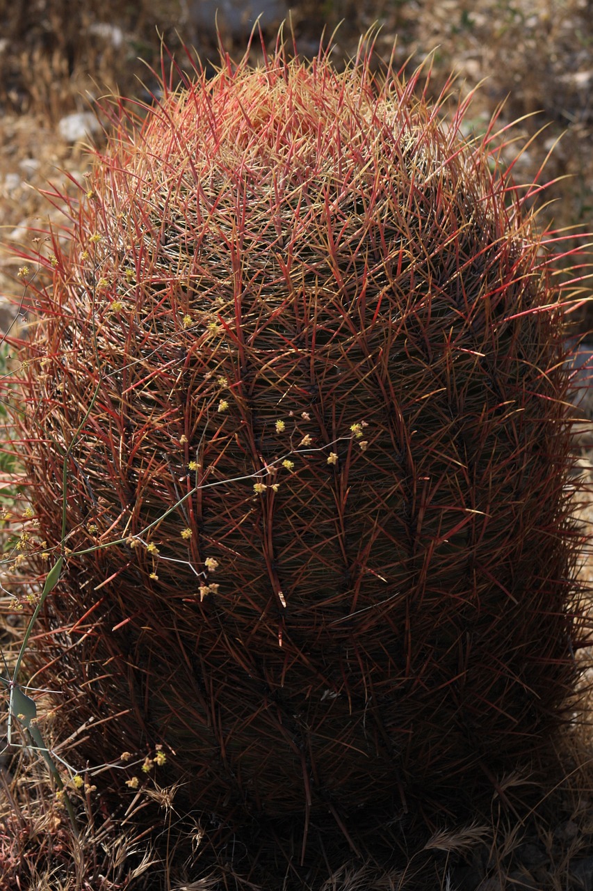 prickly red succulent free photo