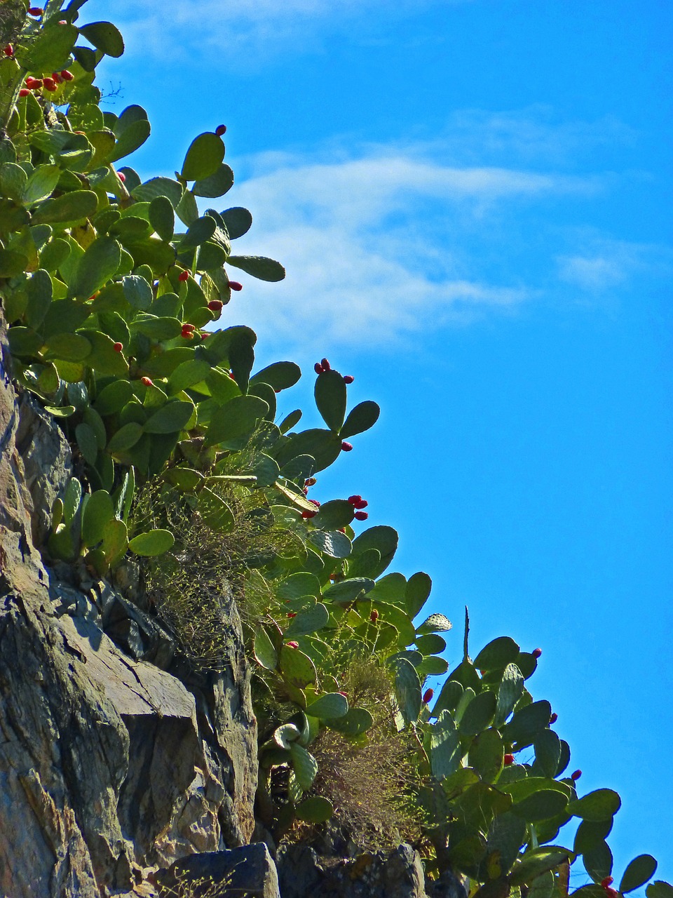 prickly pear cactus rock free photo
