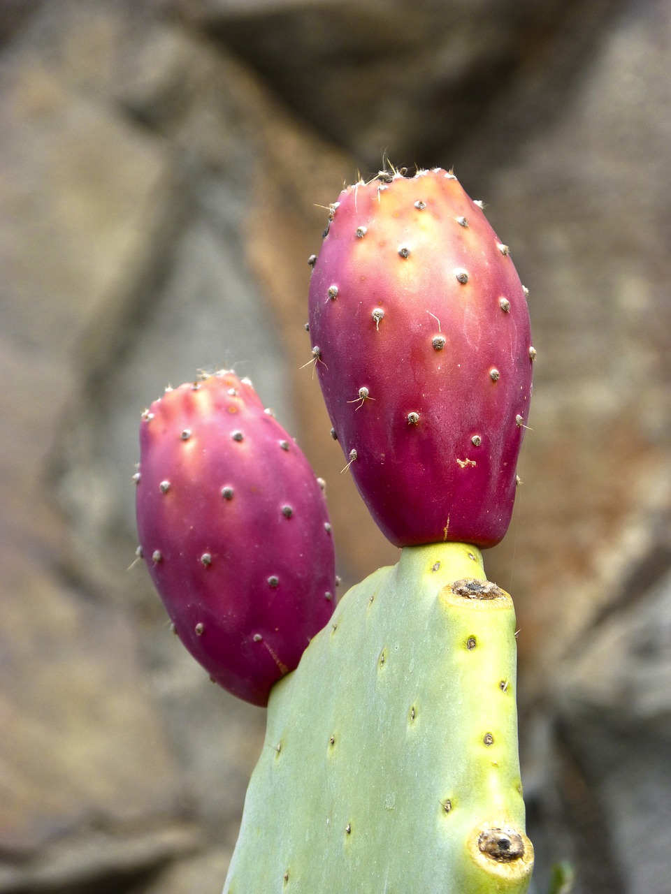 prickly pear prickly pear cactus cactus free photo