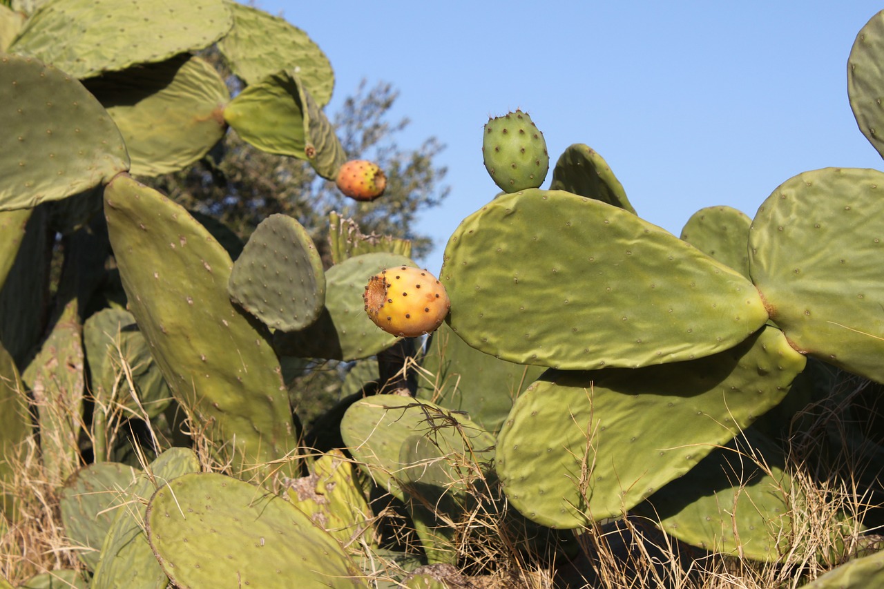 prickly pear fruit cactus free photo