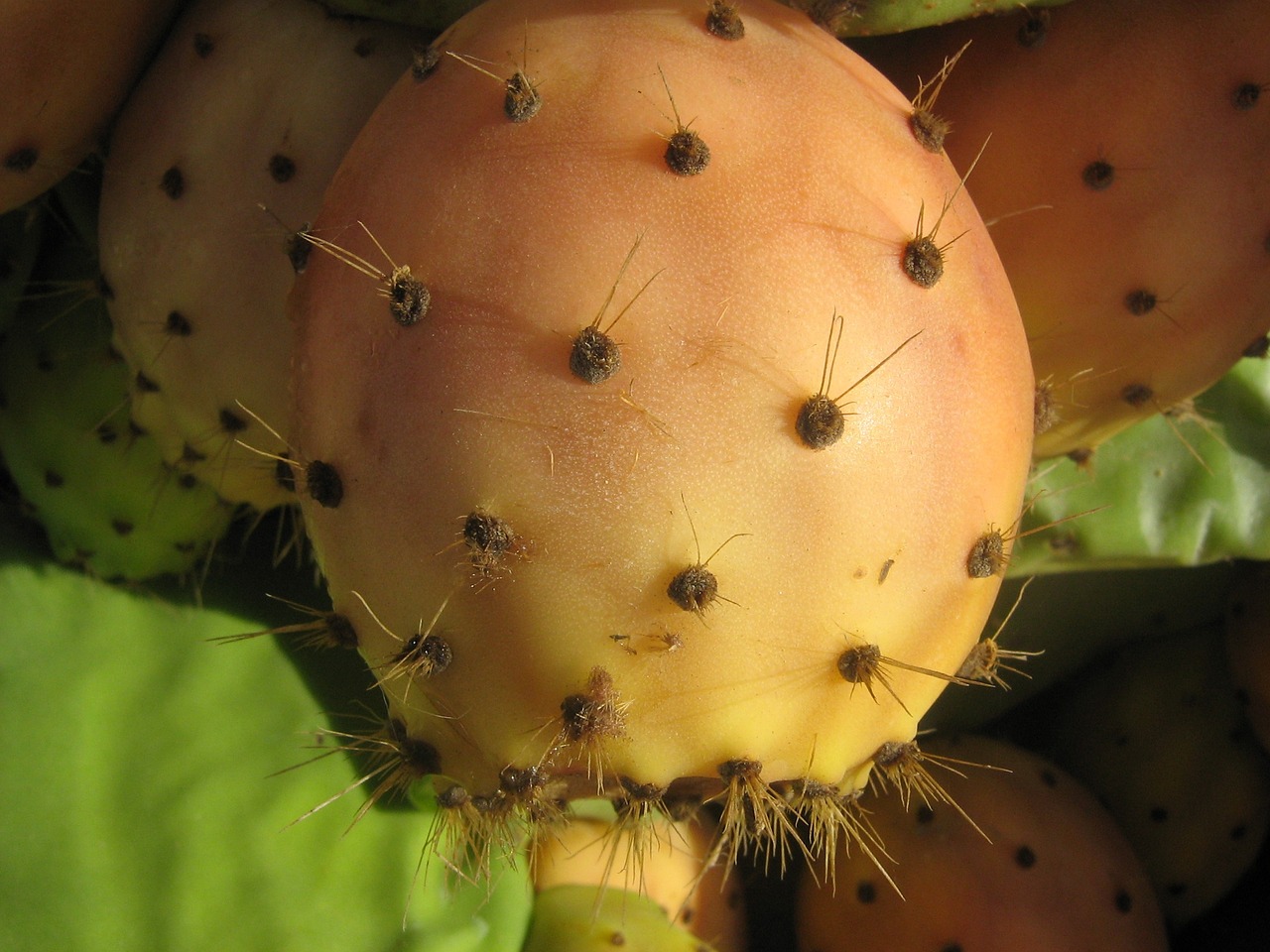 prickly pear ficus indica cactus free photo