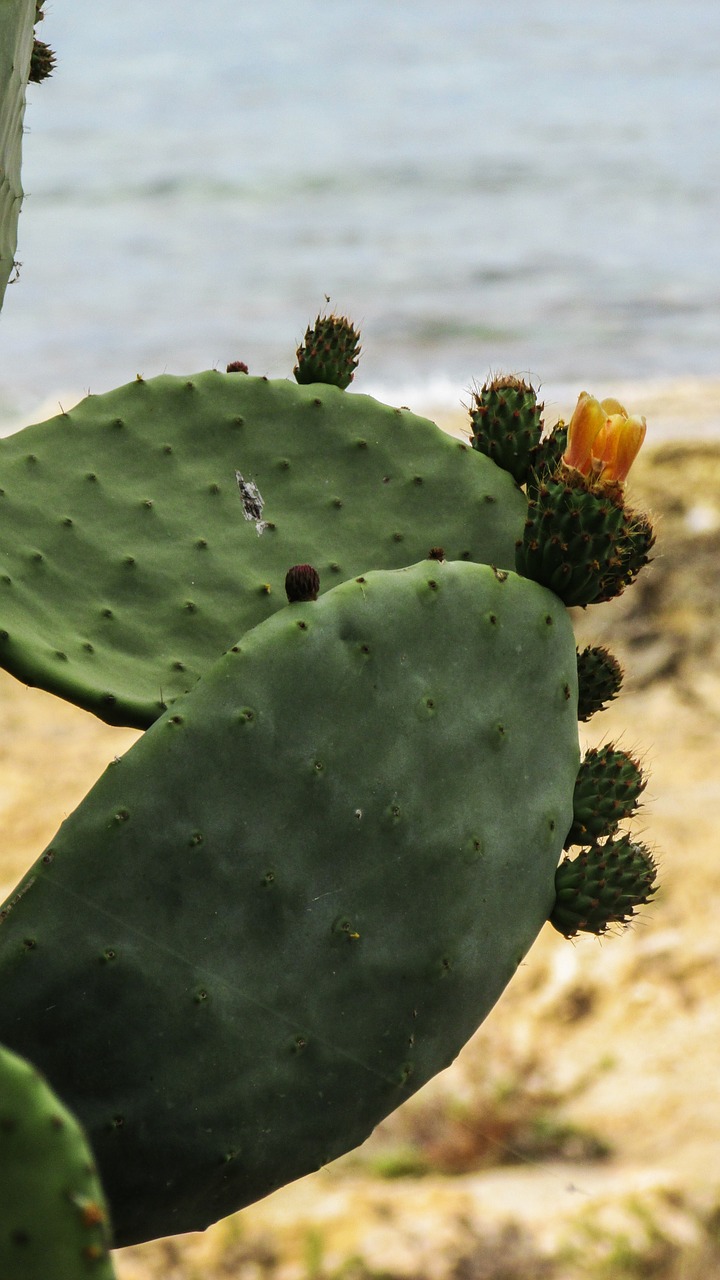 prickly pear plant cactus free photo