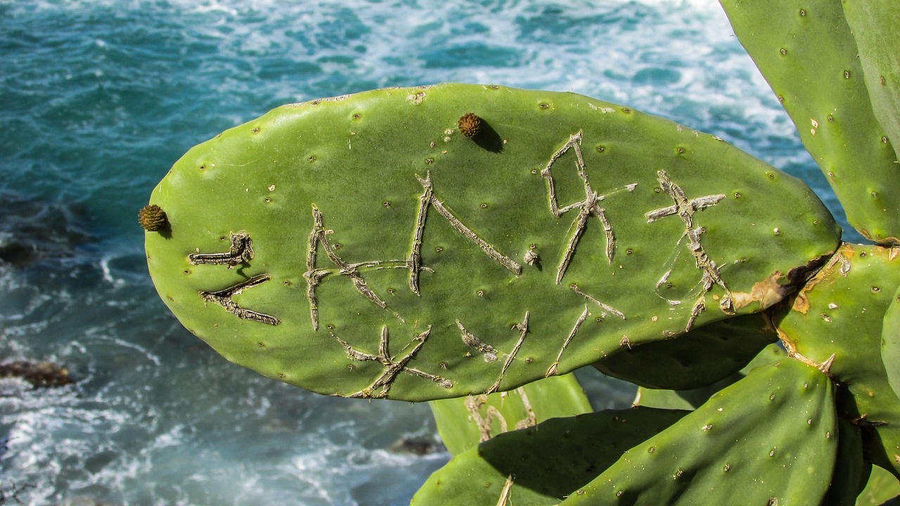 prickly pear plant cactus free photo