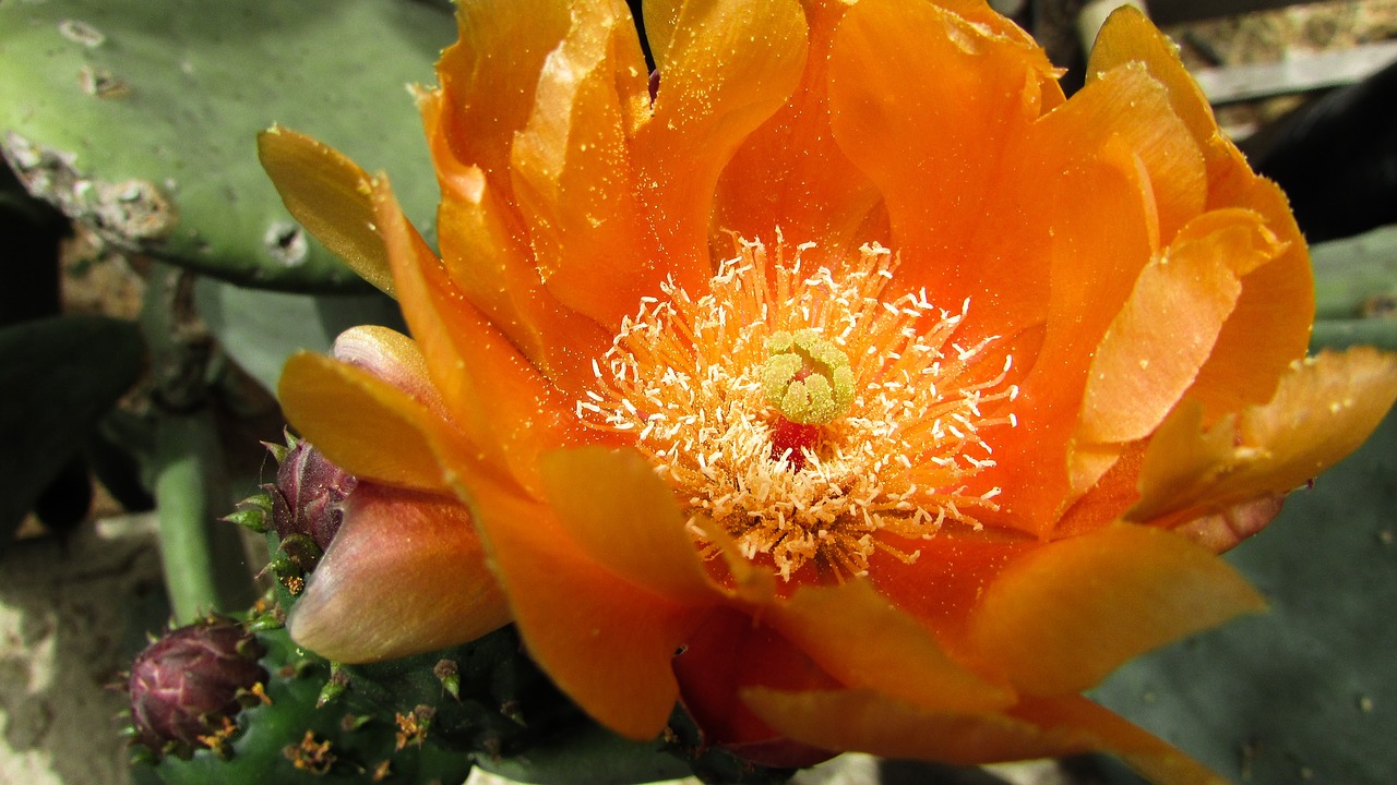 prickly pear cactus flower free photo