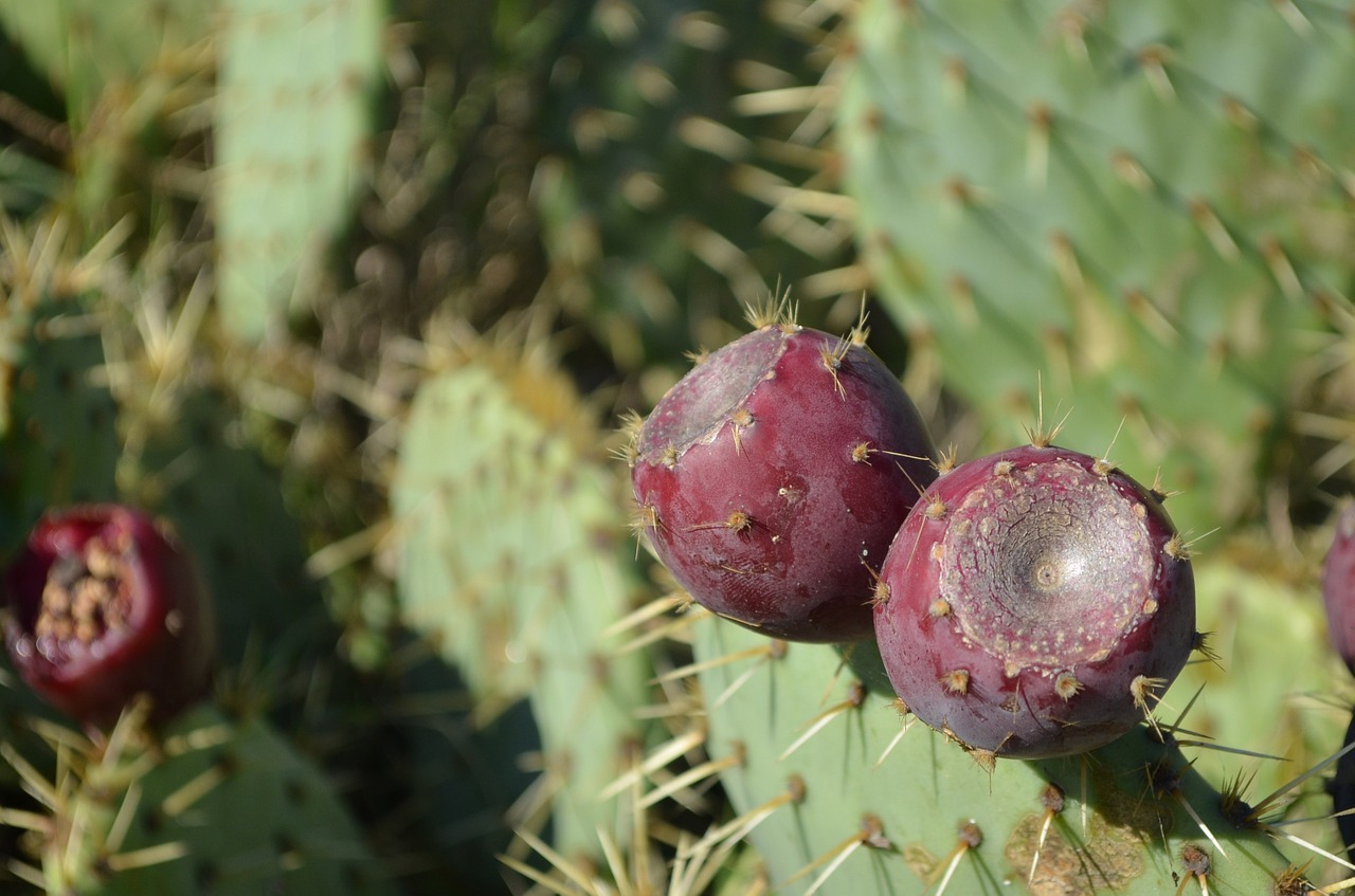 prickly pear cactus purple fruit free photo